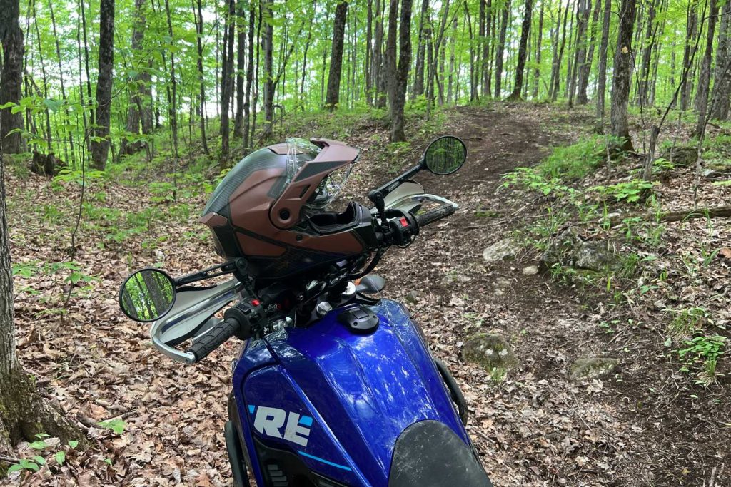 Brun et Noir, pas très voyant dans les bois